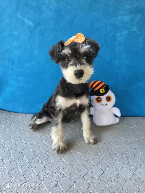 Pebbles, a female Miniature Schnauzer for sale in Carbondale, IL – 1 of 8
