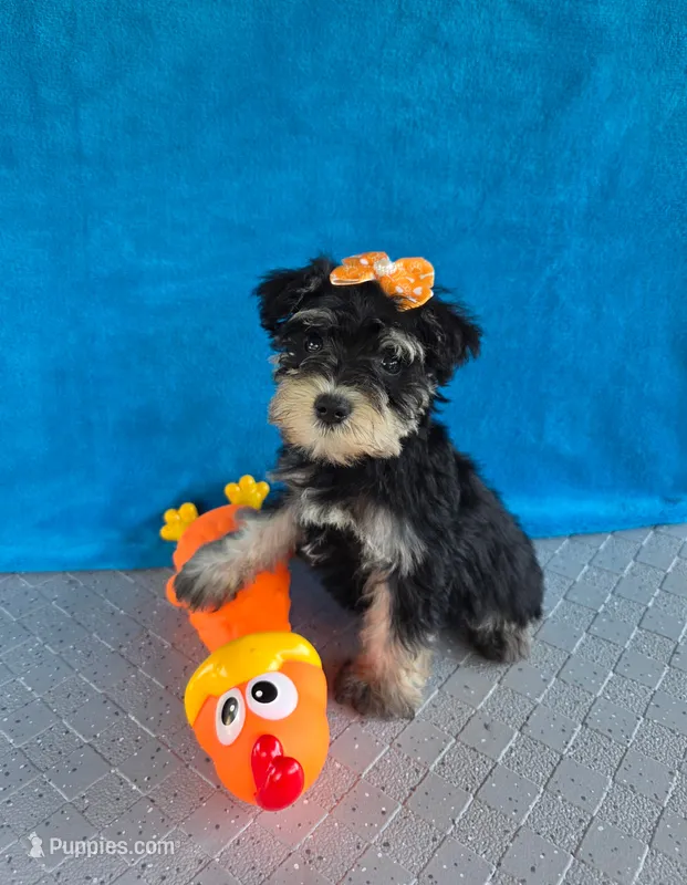 Sage – Miniature Schnauzer puppy for sale in Carbondale, IL
