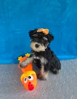 Sage, a female Miniature Schnauzer for sale in Carbondale, IL – 1 of 6