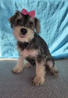 Emily, a female Miniature Schnauzer for sale in Carbondale, IL – 7 of 7