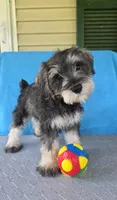 Remy, a male Miniature Schnauzer for sale in Carbondale, IL – 1 of 5
