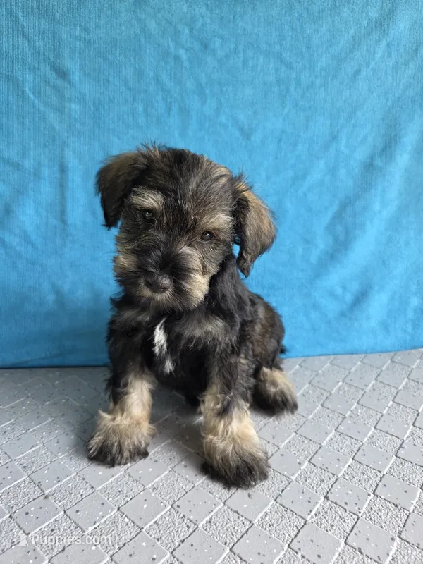 Buddy – Miniature Schnauzer puppy for sale in Carbondale, IL