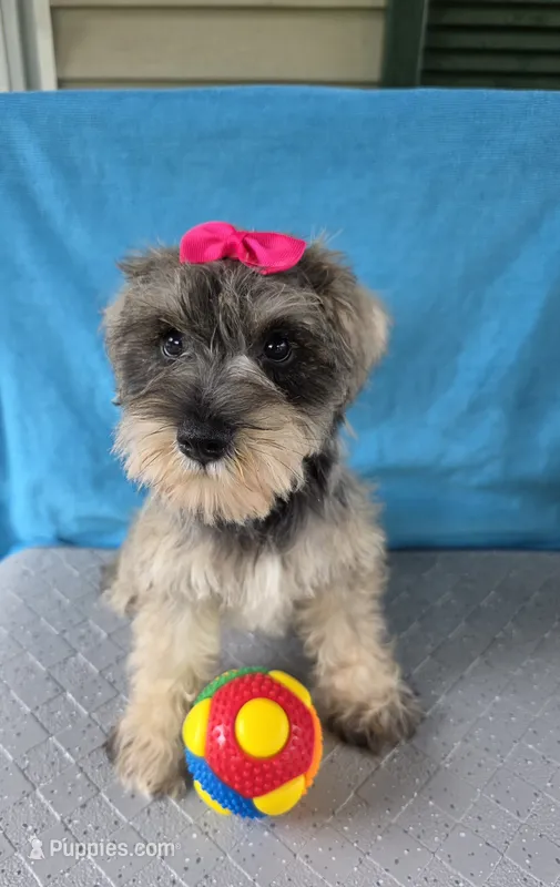 Julia – Miniature Schnauzer puppy for sale in Carbondale, IL
