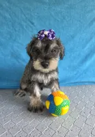 Alice, a female Miniature Schnauzer for sale in Carbondale, IL – 4 of 4