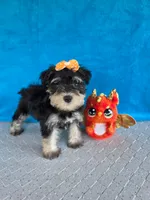 Sage, a female Miniature Schnauzer for sale in Carbondale, IL – 4 of 6