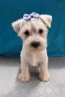 Ranger, a male Miniature Schnauzer for sale in Carbondale, IL – 3 of 4