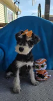 Pebbles, a female Miniature Schnauzer for sale in Carbondale, IL – 2 of 8