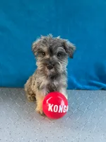 Marley, a male Miniature Schnauzer for sale in Carbondale, IL – 5 of 6