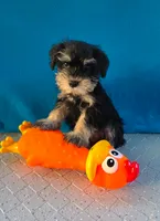 Loki, a male Miniature Schnauzer for sale in Carbondale, IL – 3 of 3