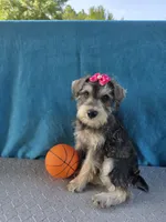 Suzie, a female Miniature Schnauzer for sale in Carbondale, IL – 3 of 5