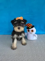 Sage, a female Miniature Schnauzer for sale in Carbondale, IL – 6 of 6