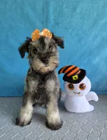 Tina, a female Miniature Schnauzer for sale in Carbondale, IL – 2 of 3