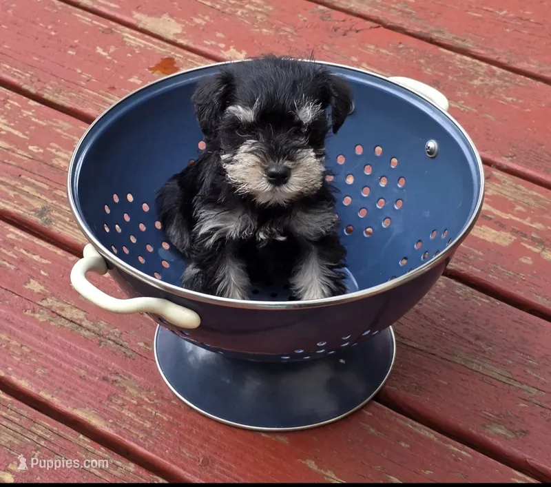 Buddy – Miniature Schnauzer puppy for sale in Carbondale, IL