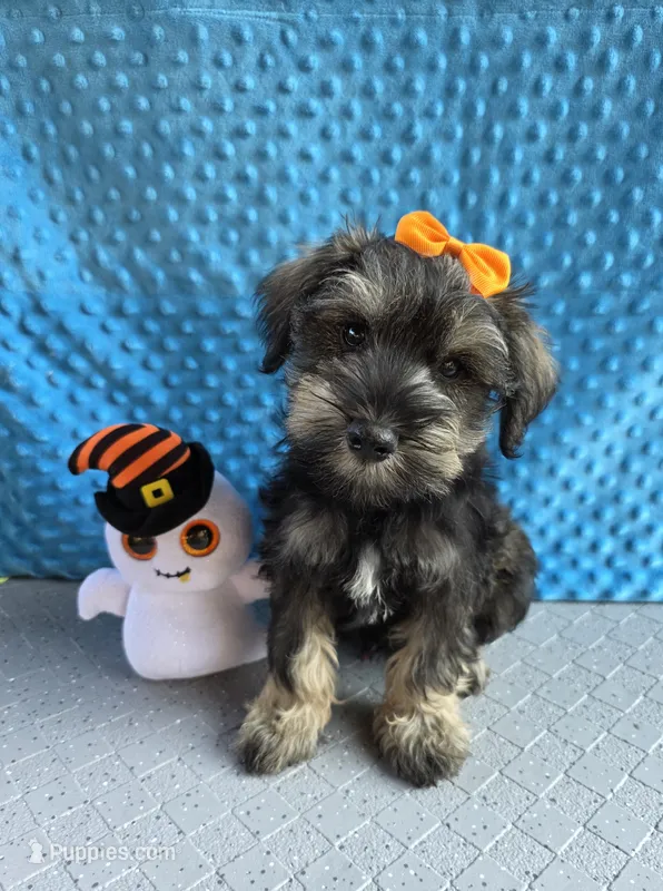 Buddy – Miniature Schnauzer puppy for sale in Carbondale, IL