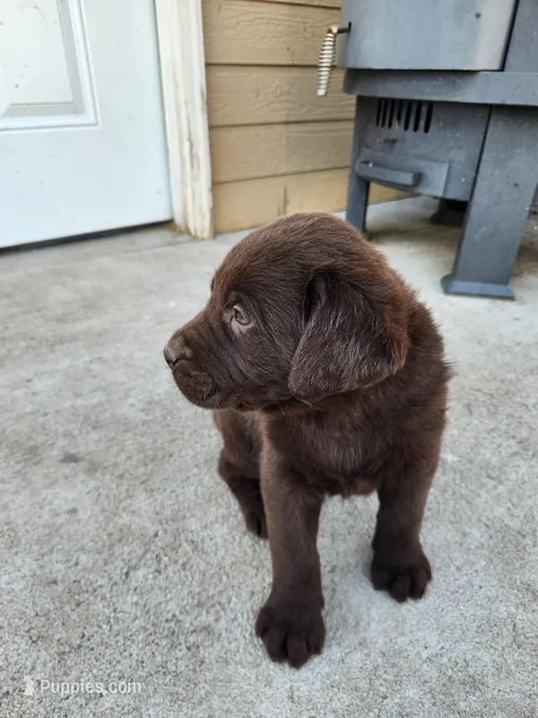 Tres – Labrador Retriever puppy for sale in Saint Marys, KS