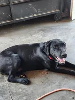 Quattro , a male Labrador Retriever for sale in Saint Marys, KS – Photo 2 of 7