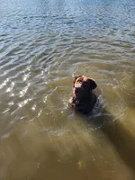 Quattro , a male Labrador Retriever for sale in Saint Marys, KS – Photo 5 of 7