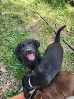 Quattro , a male Labrador Retriever for sale in Saint Marys, KS – Photo 6 of 7