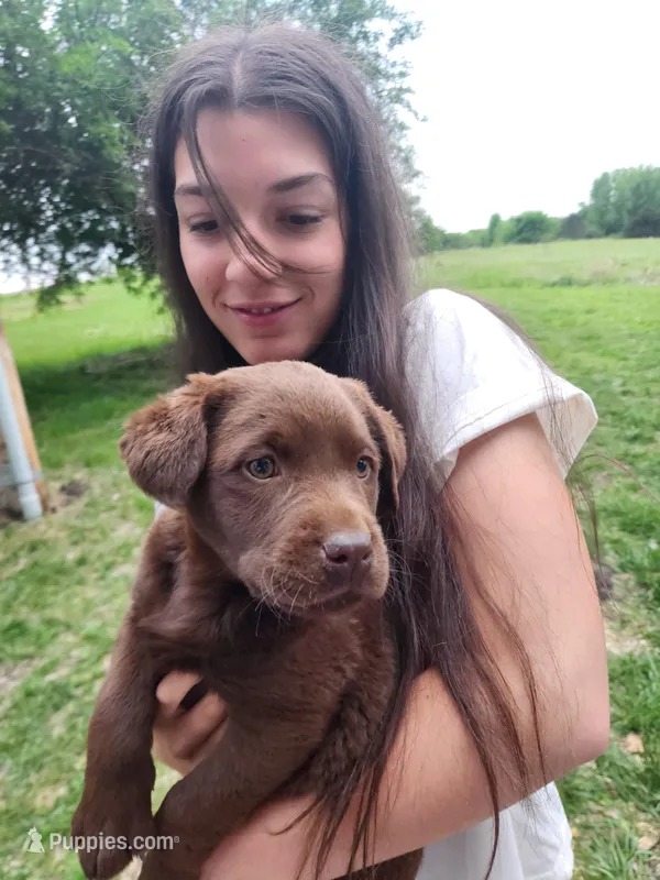 Quattro , a male Labrador Retriever for sale in Saint Marys, KS – Photo 1 of 7