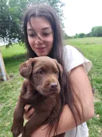 Quattro , a male Labrador Retriever for sale in Saint Marys, KS – Photo 1 of 7