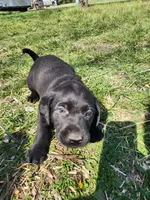 Quattro , a male Labrador Retriever for sale in Saint Marys, KS – Photo 7 of 7