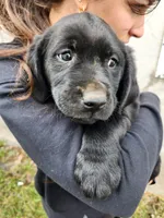 Quattro , a male Labrador Retriever for sale in Saint Marys, KS – Photo 3 of 7