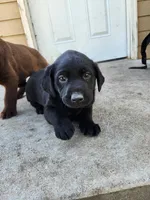 Quattro , a male Labrador Retriever for sale in Saint Marys, KS – Photo 4 of 7