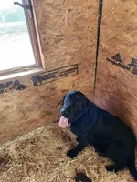 Una, a female Labrador Retriever for sale in Saint Marys, KS – Photo 6 of 6