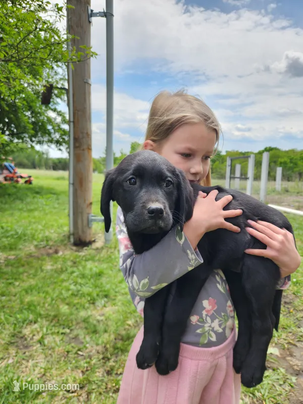 Quattro  – Labrador Retriever puppy for sale in Saint Marys, KS