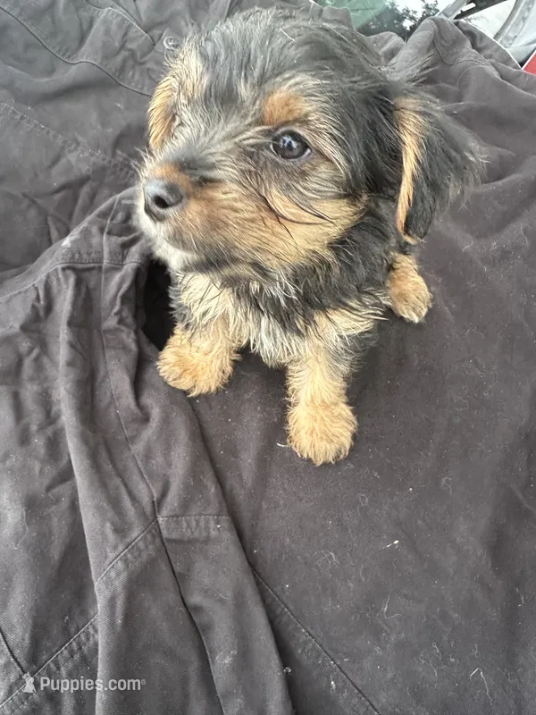 Lola – Yorkshire Terrier puppy for sale in Rosharon, TX