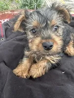 Lola, a female Yorkshire Terrier for sale in Rosharon, TX – 4 of 6