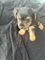 Lola, a female Yorkshire Terrier for sale in Rosharon, TX – 3 of 6