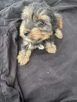Crybaby , a male Yorkshire Terrier for sale in Rosharon, TX – 1 of 3