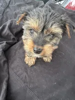 Crybaby , a male Yorkshire Terrier for sale in Rosharon, TX – 3 of 3