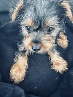 Lola, a female Yorkshire Terrier for sale in Rosharon, TX – 6 of 6