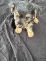 Crybaby , a male Yorkshire Terrier for sale in Rosharon, TX – 2 of 3