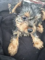 Lola, a female Yorkshire Terrier for sale in Rosharon, TX – 5 of 6
