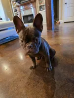 Pepe, a male French Bulldog for sale in Zachary, LA – Photo 7 of 7