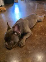 Pepe, a male French Bulldog for sale in Zachary, LA – Photo 4 of 7
