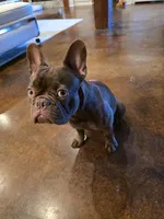Pepe, a male French Bulldog for sale in Zachary, LA – Photo 6 of 7