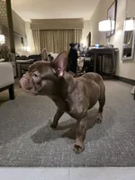 Pepe, a male French Bulldog for sale in Zachary, LA – Photo 2 of 7