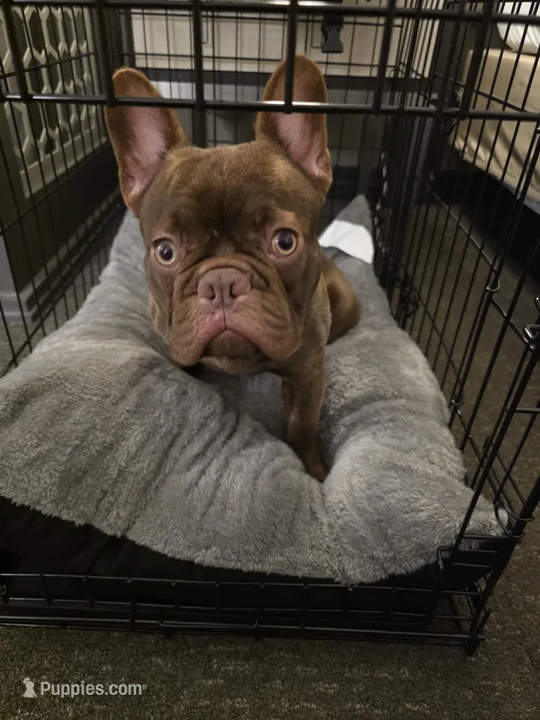 Pepe, a male French Bulldog for sale in Zachary, LA – Photo 1 of 7