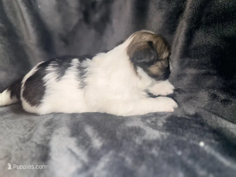 E3 – Maltipoo, Shih Tzu puppy for sale in Scottsdale, AZ