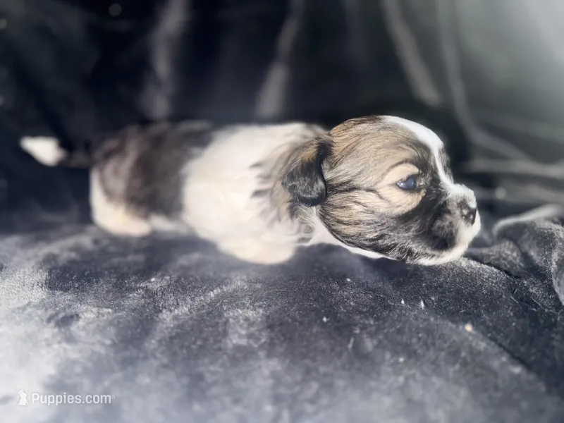 Wolf – Maltipoo, Shih Tzu puppy for sale in Scottsdale, AZ