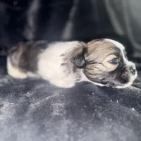 Wolf, a male Maltipoo and Shih Tzu for sale in Scottsdale, AZ – Photo 1 of 3