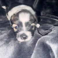 Wolf, a male Maltipoo and Shih Tzu for sale in Scottsdale, AZ – Photo 2 of 3