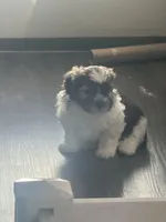 Wolf, a male Maltipoo and Shih Tzu for sale in Scottsdale, AZ – Photo 3 of 3