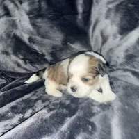 Fat Daddy, a male Maltipoo and Shih Tzu for sale in Scottsdale, AZ – Photo 3 of 5