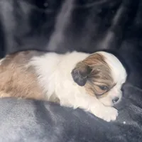 Fat Daddy, a male Maltipoo and Shih Tzu for sale in Scottsdale, AZ – Photo 2 of 5