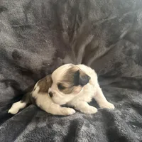 Fat Daddy, a male Maltipoo and Shih Tzu for sale in Scottsdale, AZ – Photo 4 of 5